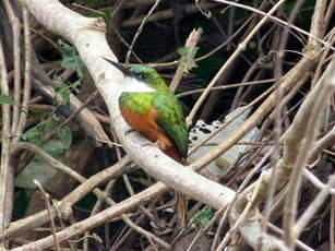 Jacamar à queue rousse