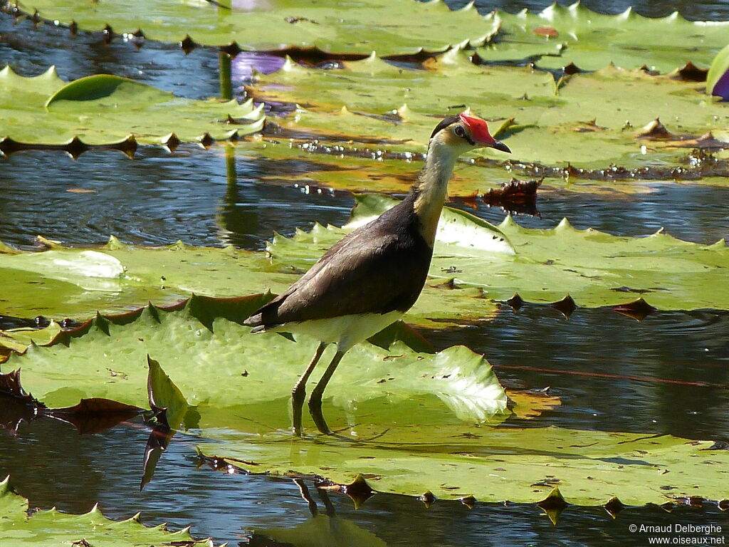 Comb-crested Jacanaadult, Behaviour