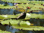 Jacana à crête