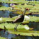 Jacana à crête
