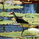 Jacana à crête