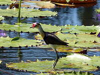 Jacana à crête