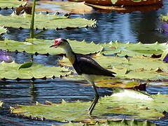 Comb-crested Jacana