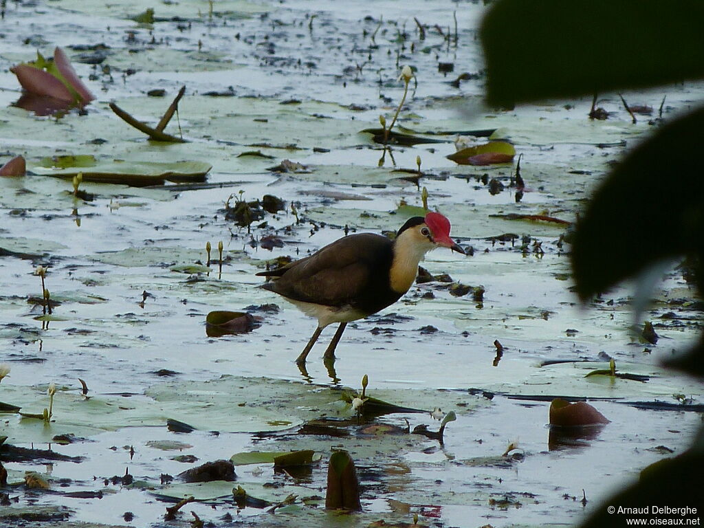 Comb-crested Jacana