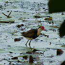 Jacana à crête