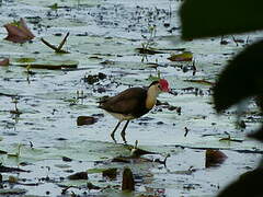 Comb-crested Jacana