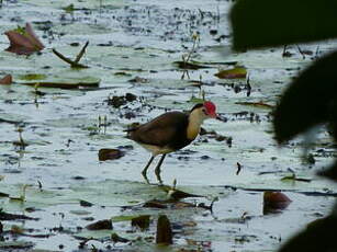 Jacana à crête