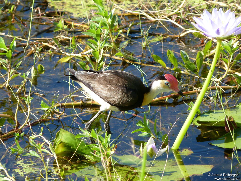 Jacana à crête