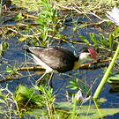 Jacana à crête