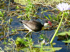 Comb-crested Jacana