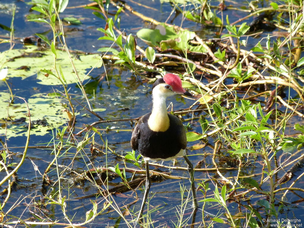 Jacana à crête