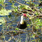 Jacana à crête