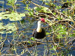 Jacana à crête