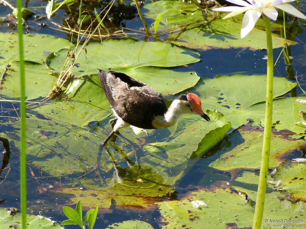 Jacana à crête