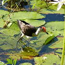 Jacana à crête