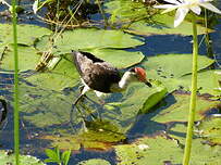 Jacana à crête