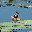 Jacana à crête