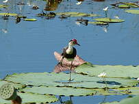 Jacana à crête