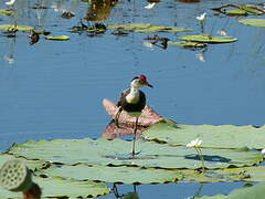 Jacana à crête