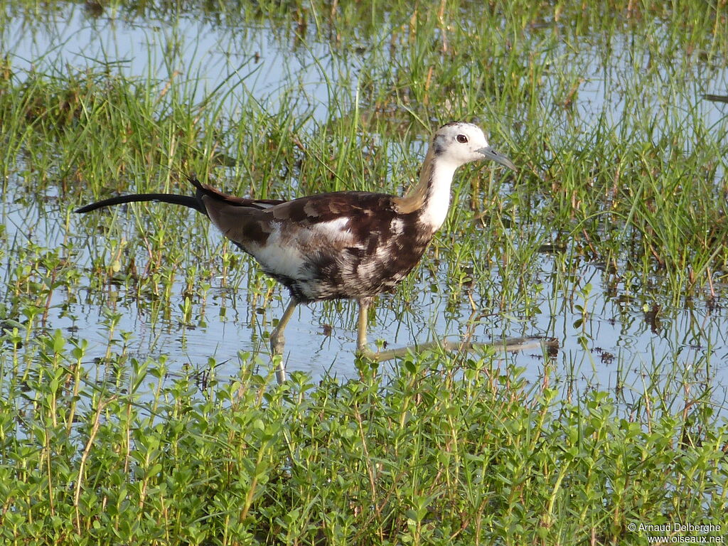 Pheasant-tailed Jacana