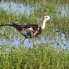 Jacana à longue queue