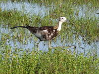 Jacana à longue queue