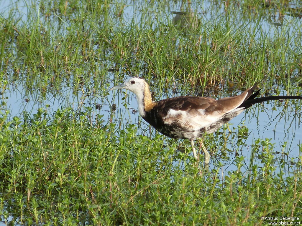 Jacana à longue queue