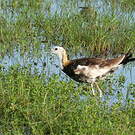 Jacana à longue queue