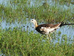 Jacana à longue queue