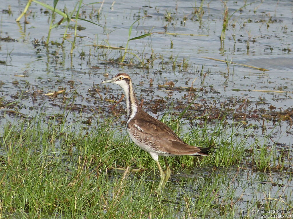 Jacana à longue queue