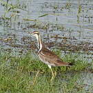 Jacana à longue queue