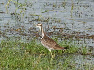 Jacana à longue queue