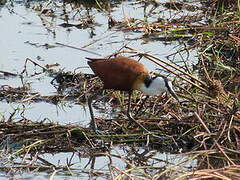 Jacana à poitrine dorée