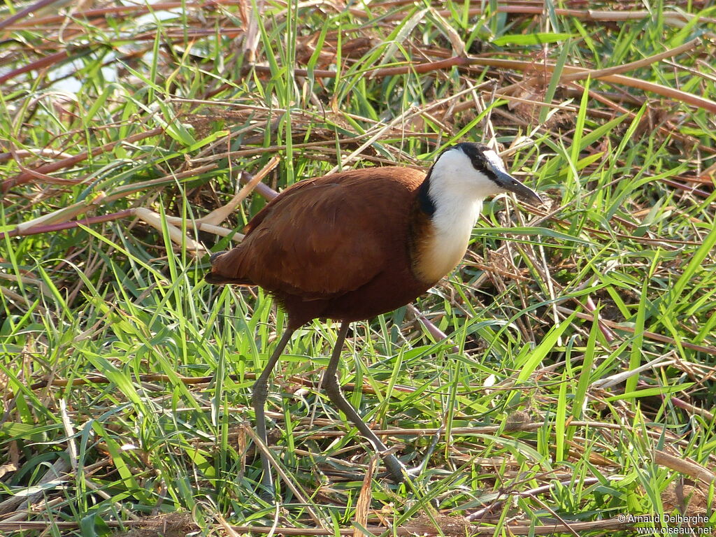 Jacana à poitrine dorée