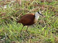 Jacana à poitrine dorée