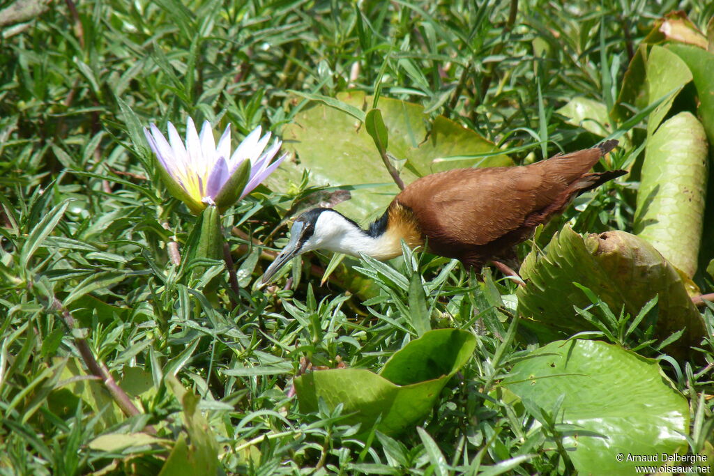 Jacana à poitrine dorée