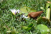 Jacana à poitrine dorée