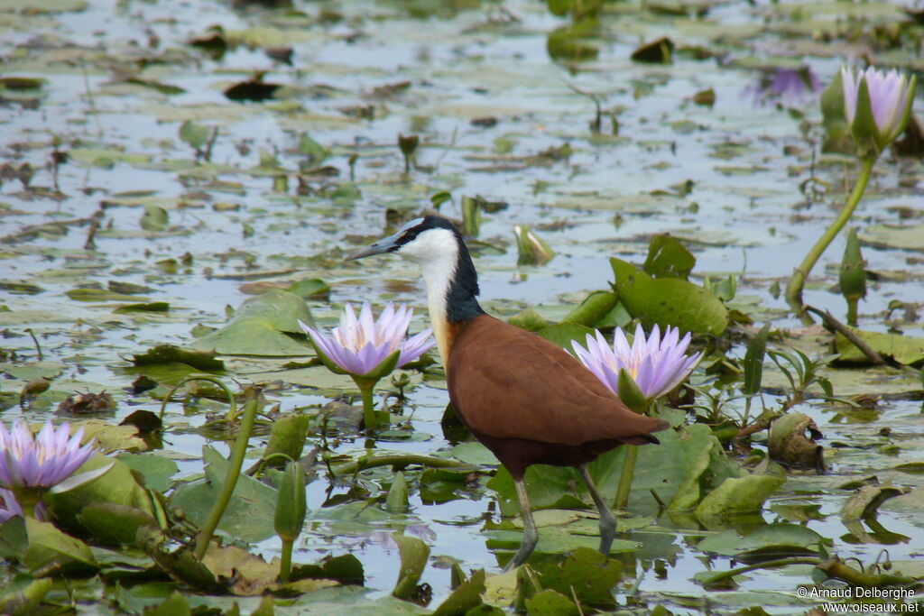 Jacana à poitrine dorée