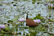 Jacana à poitrine dorée