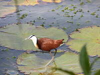 Jacana à poitrine dorée