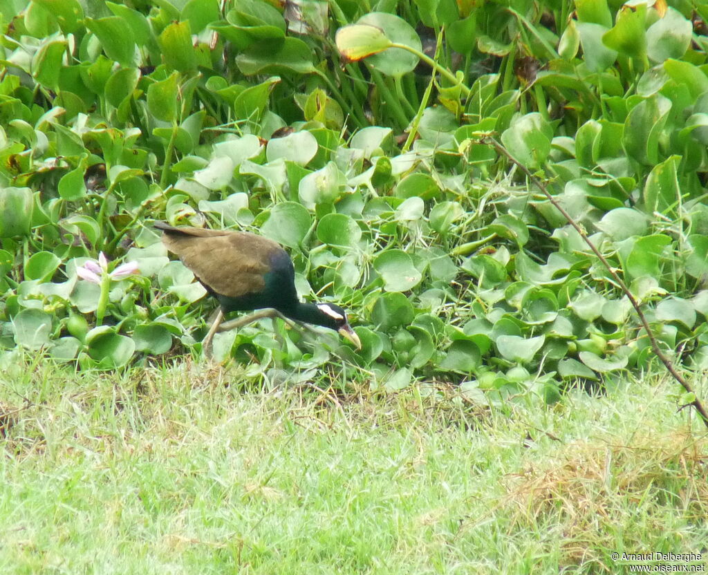 Bronze-winged Jacana