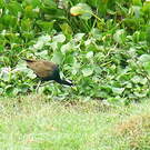 Jacana bronzé