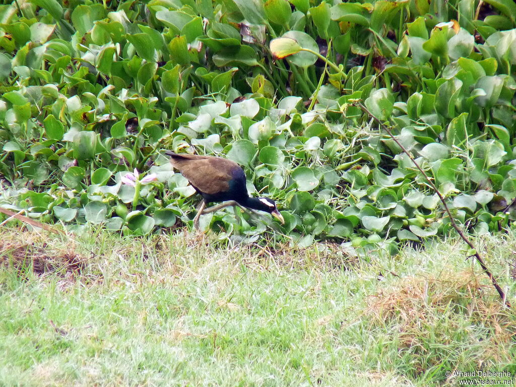 Bronze-winged Jacana