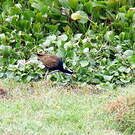 Jacana bronzé