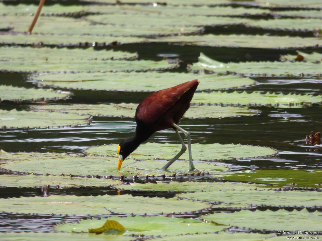 Northern Jacana