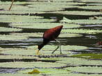 Jacana du Mexique