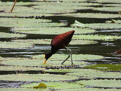 Jacana du Mexique