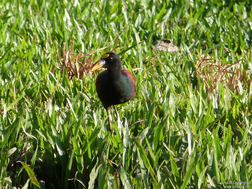 Northern Jacana