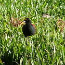 Jacana du Mexique
