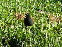 Jacana du Mexique